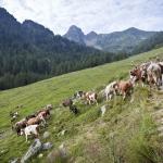 Malghesi - APT Valsugana Stefano Parrini